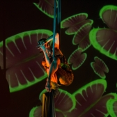 Circo