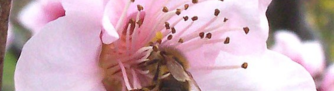 Abeja en flor