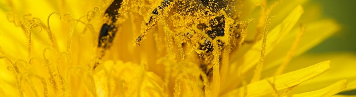 Abeja sobre una flor