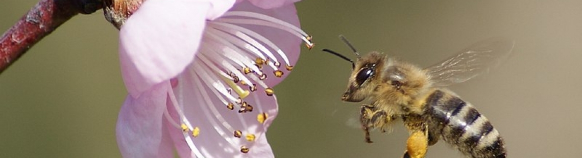 Abeja volando cerca de una flor