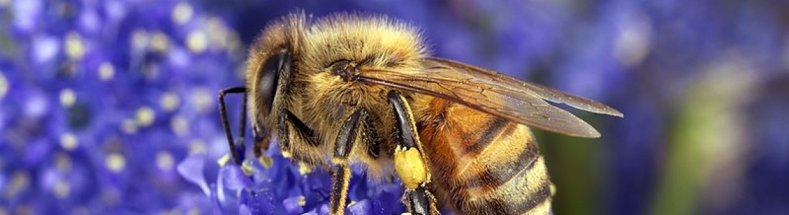 Abeja en flor