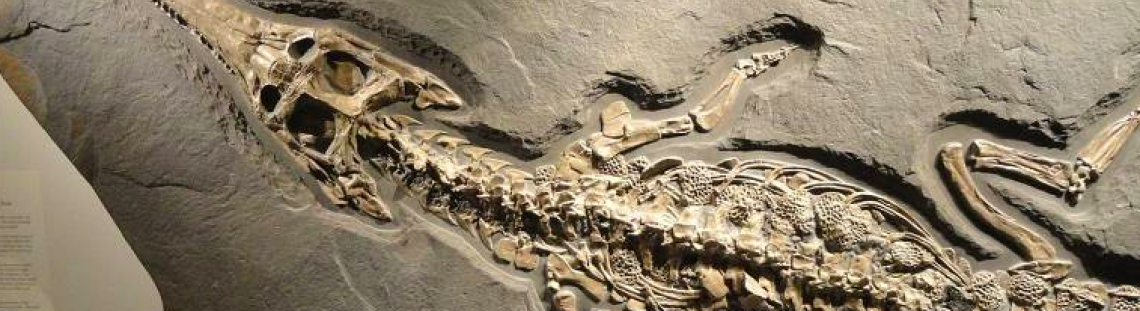 Taller Dinosaurios, fósiles y cine