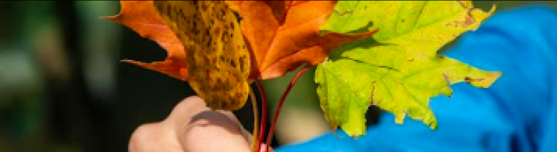 Taller Creación de imágenes vegetales: experimentación con antotipia 