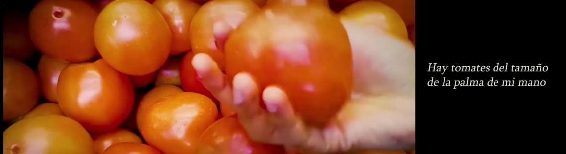 Mano sosteniendo un tomate