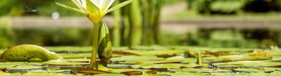 Hablemos de la diversidad de las Plantas