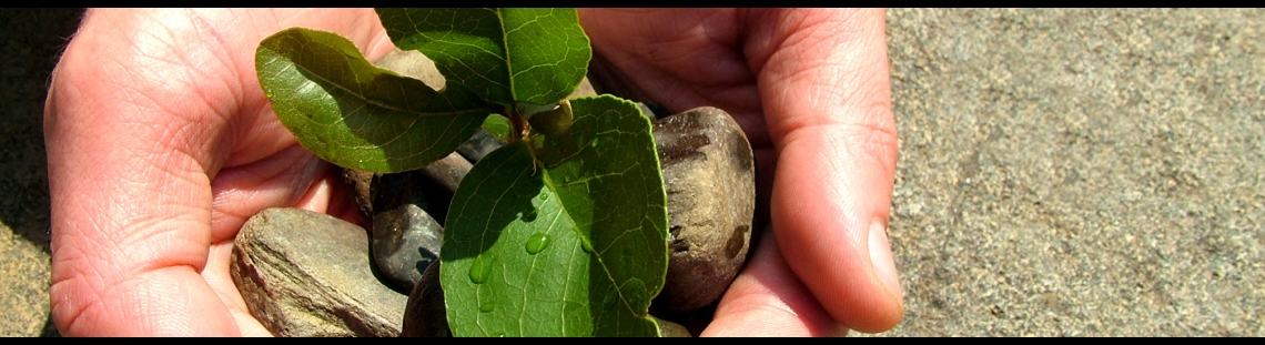 Pequeña planta en las manos de una persona