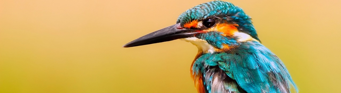 Encuentro NERD: las aves y la cosmovision indígena