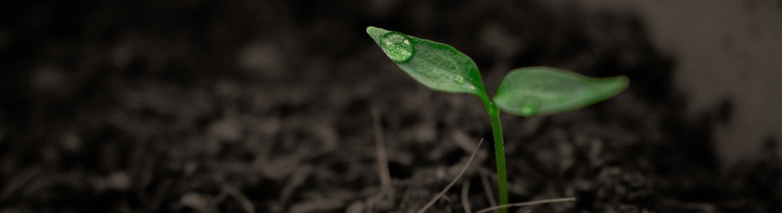 Planta naciendo de la Tierra. 