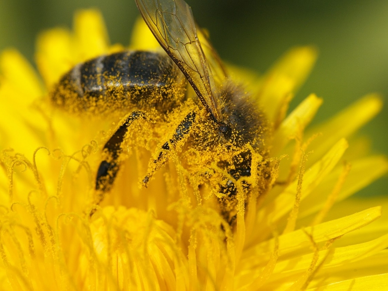 Abeja en flor amarilla - de Wikimedia Commons