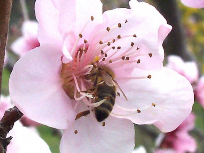 Abeja en flor