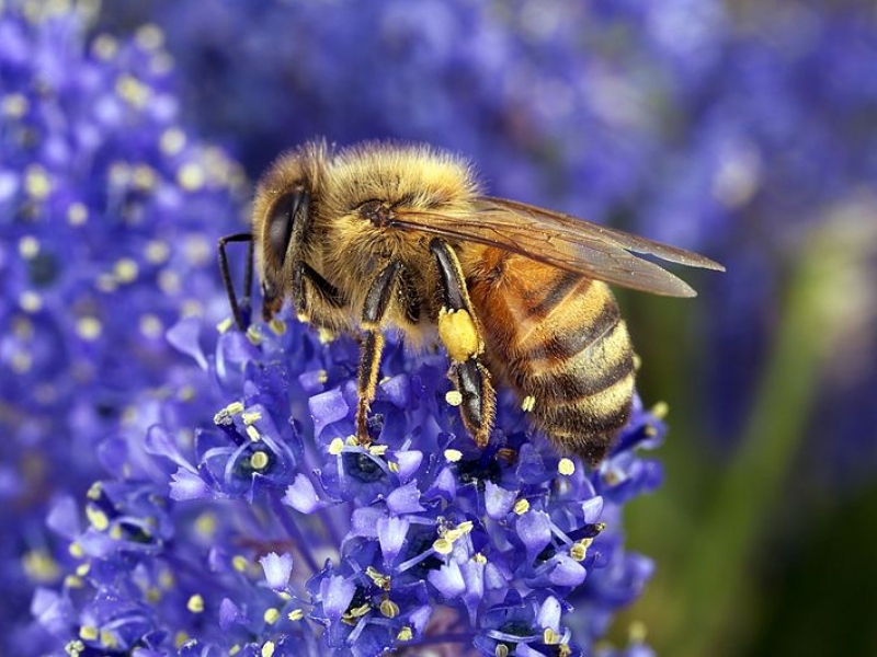 Abeja en flor