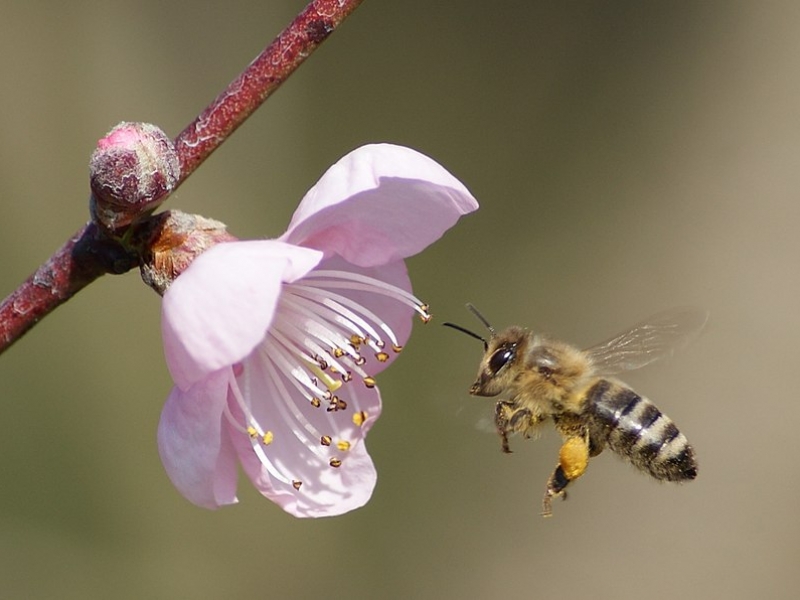 Abeja volando cerca de una flor