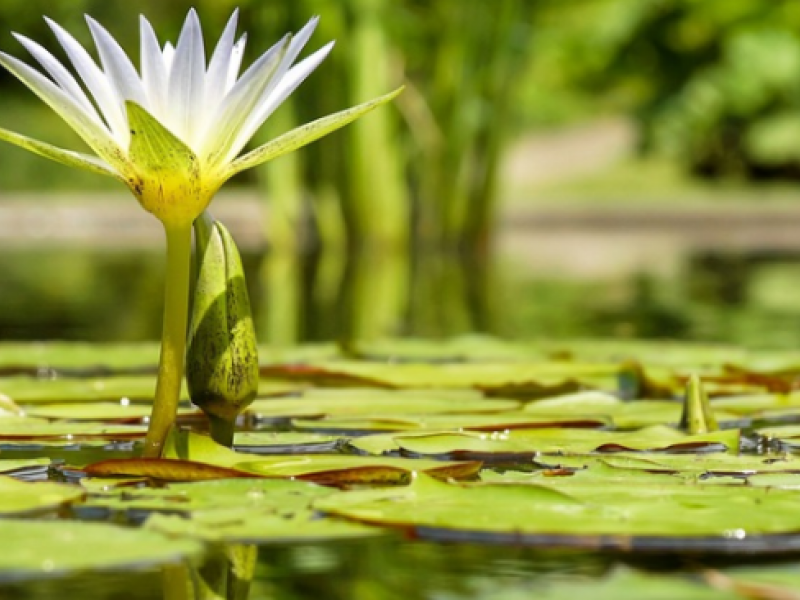 Hablemos de la diversidad de las Plantas