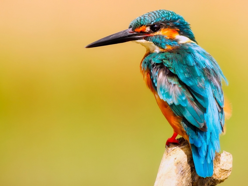 Encuentro NERD: las aves y la cosmovision indígena