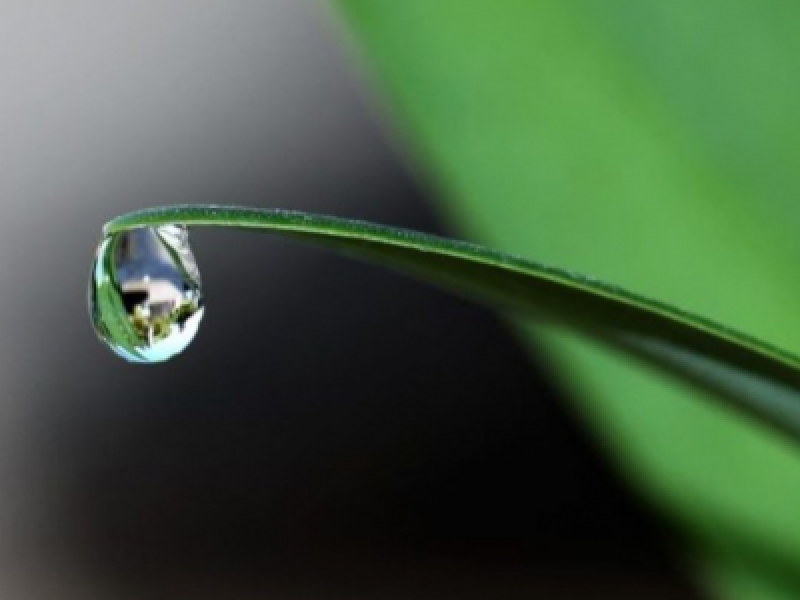 Close up a gota de agua cayendo de una hoja.