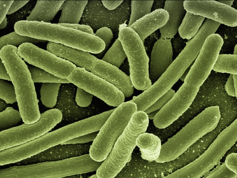 Imagen de una bacteria microscópica. 