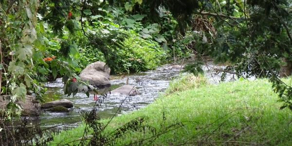 Rio Teusaca