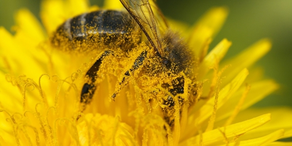 Abeja en flor amarilla - de Wikimedia Commons