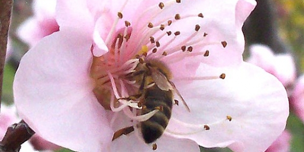 Abeja en flor