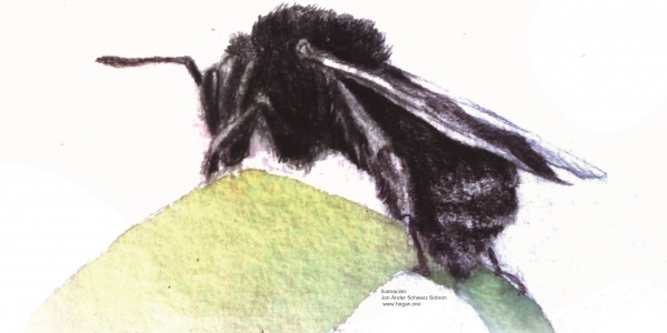 Bombus atratus en imagen