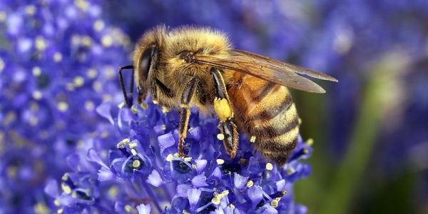 Abeja en flor
