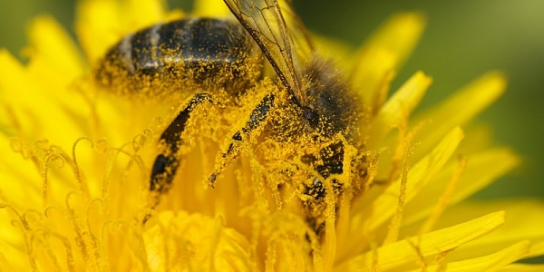 Abeja sobre una flor