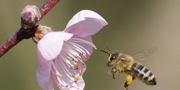 Abeja volando cerca de una flor