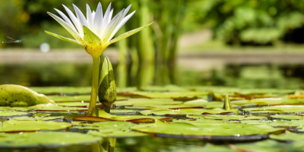 Hablemos de la diversidad de las Plantas