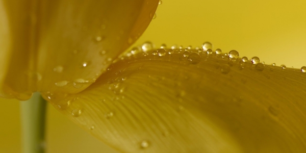 Gotas de agua sobre el pétalo de una flor amarilla. 