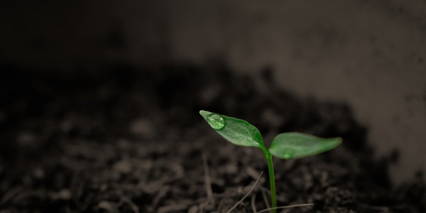 Planta naciendo de la Tierra. 