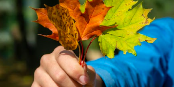 Taller Creación de imágenes vegetales: experimentación con antotipia 