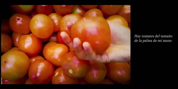 Mano sosteniendo un tomate