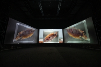 Inauguración videoinstalación Mojana - Ciclo Rosa 